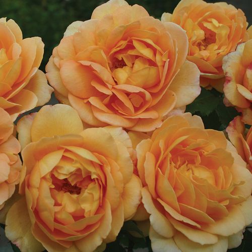 Stredne intenzívna vôňa ruží - Ruža - Sonnenwelt® - Ruže - online - koupit